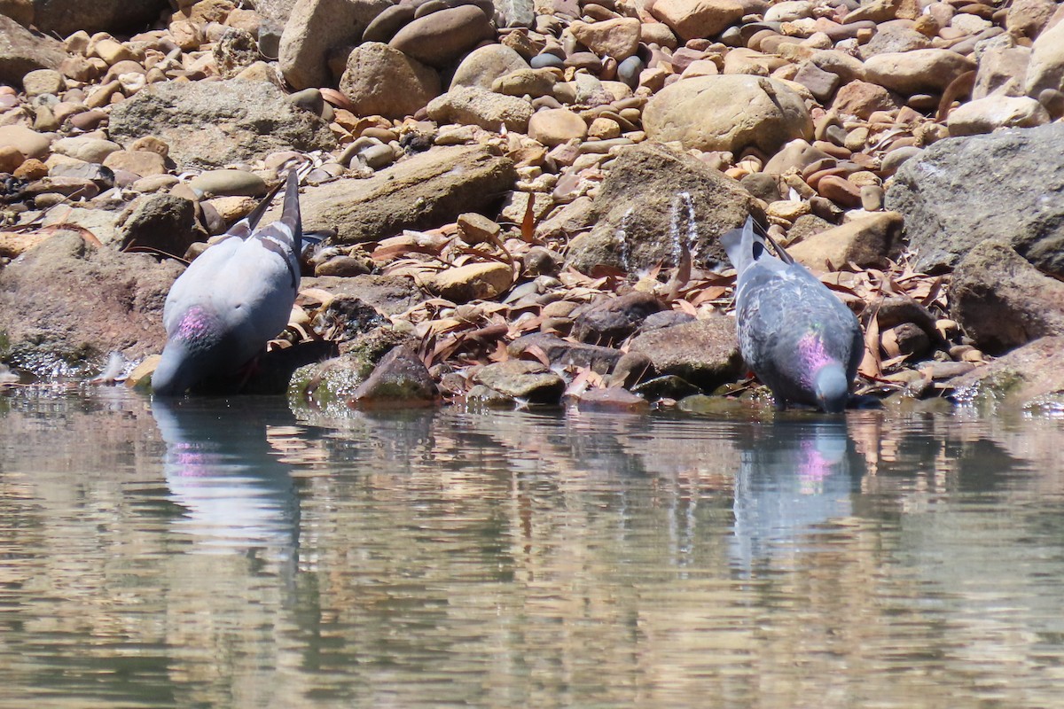 Rock Pigeon (Feral Pigeon) - ML610500131