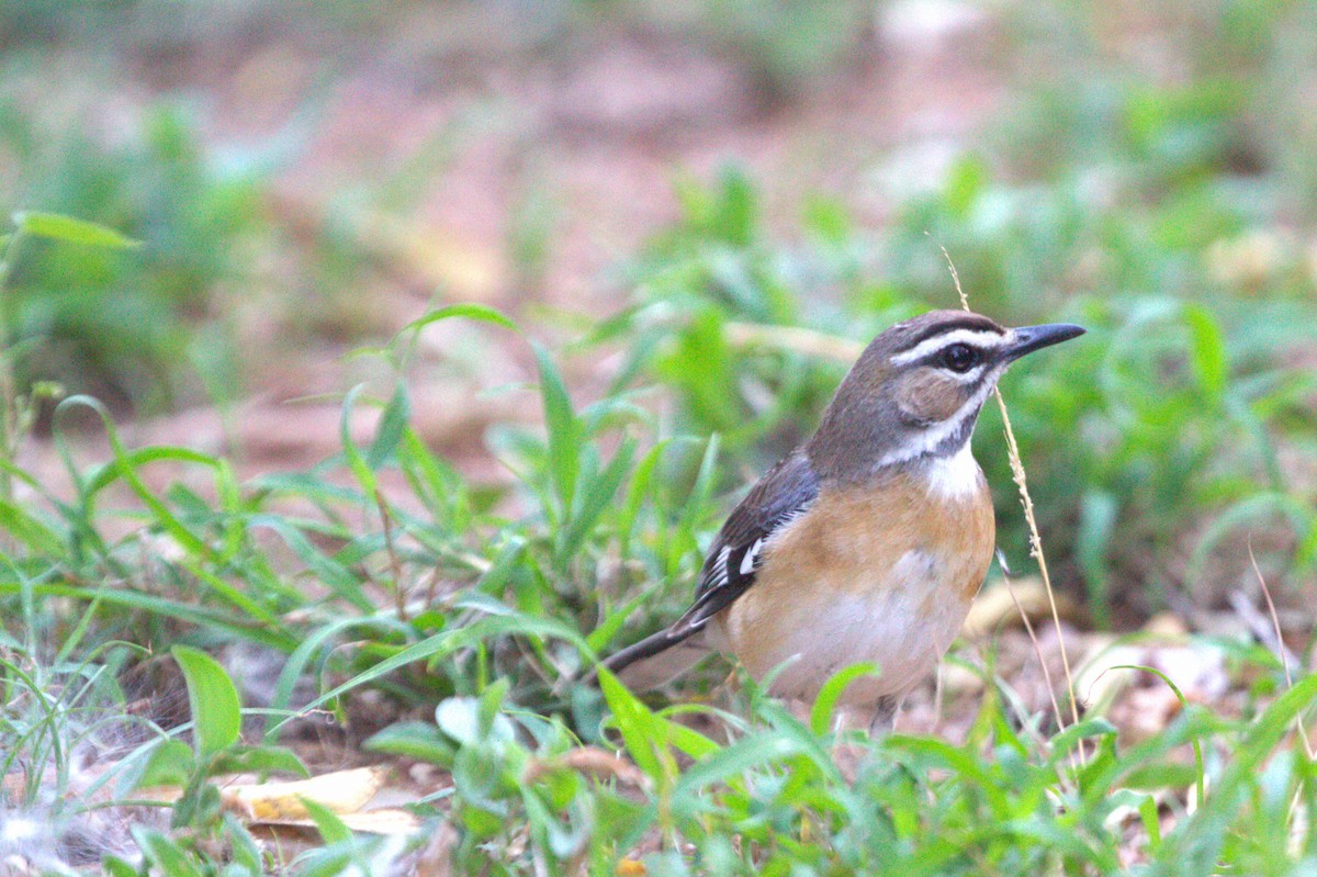 Bearded Scrub-Robin - Dalton Gibbs