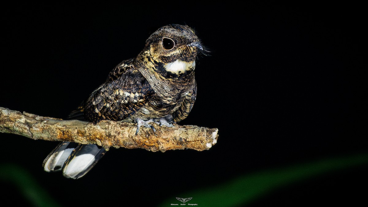 Andaman Nightjar - ML610500148