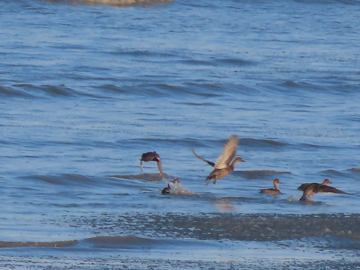 Northern Pintail - ML610500186