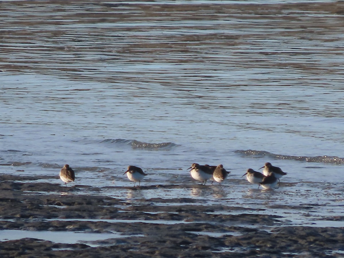 Dunlin - Laura Burke