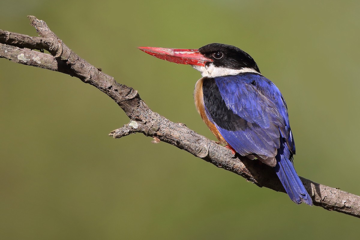 Black-capped Kingfisher - ML610500371