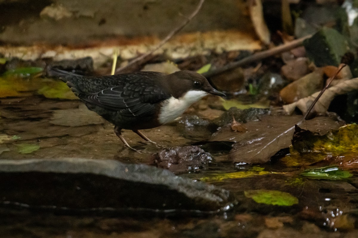 White-throated Dipper - ML610500436