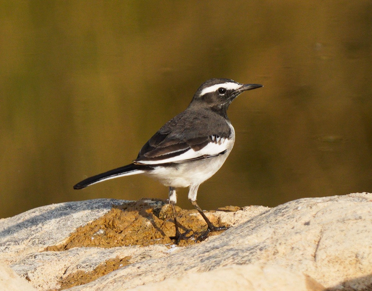 White-browed Wagtail - ML610500540