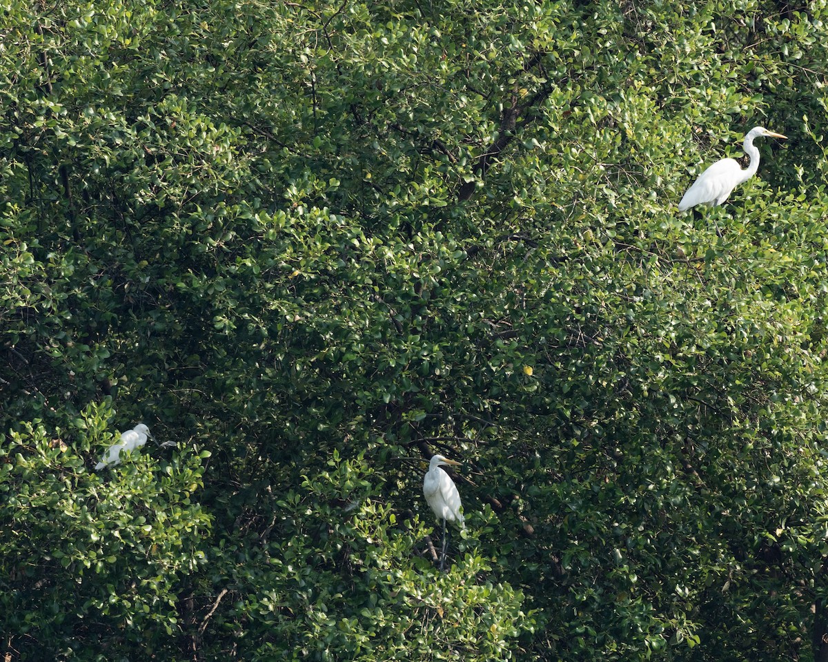 Great Egret - ML610500643