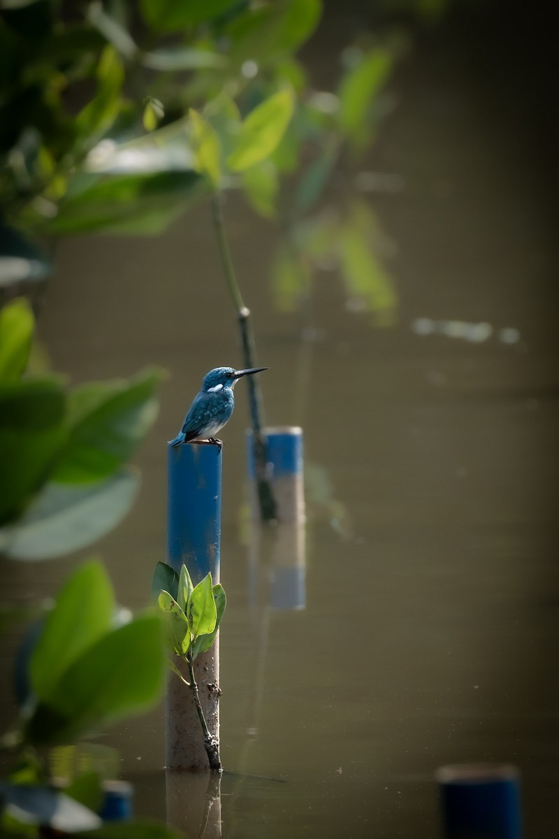 Small Blue Kingfisher - ML610500644