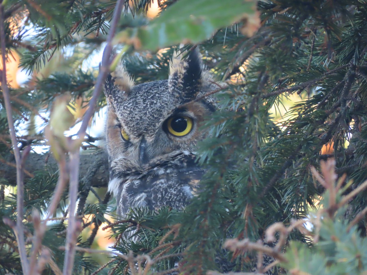 Great Horned Owl - ML610500753