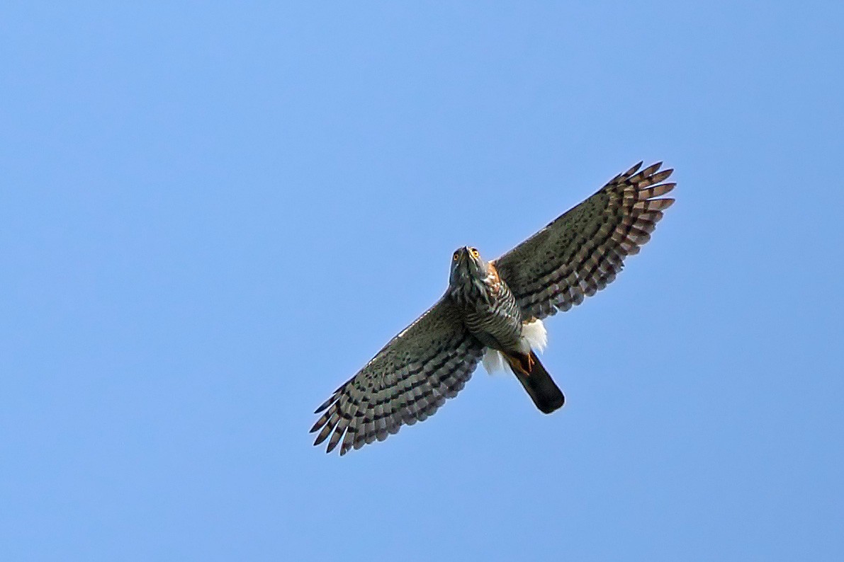 Crested Goshawk - ML610500791