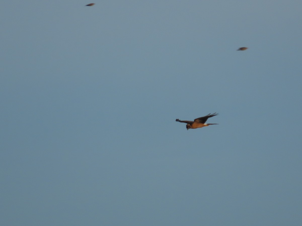 Pallid Harrier - ML610500793