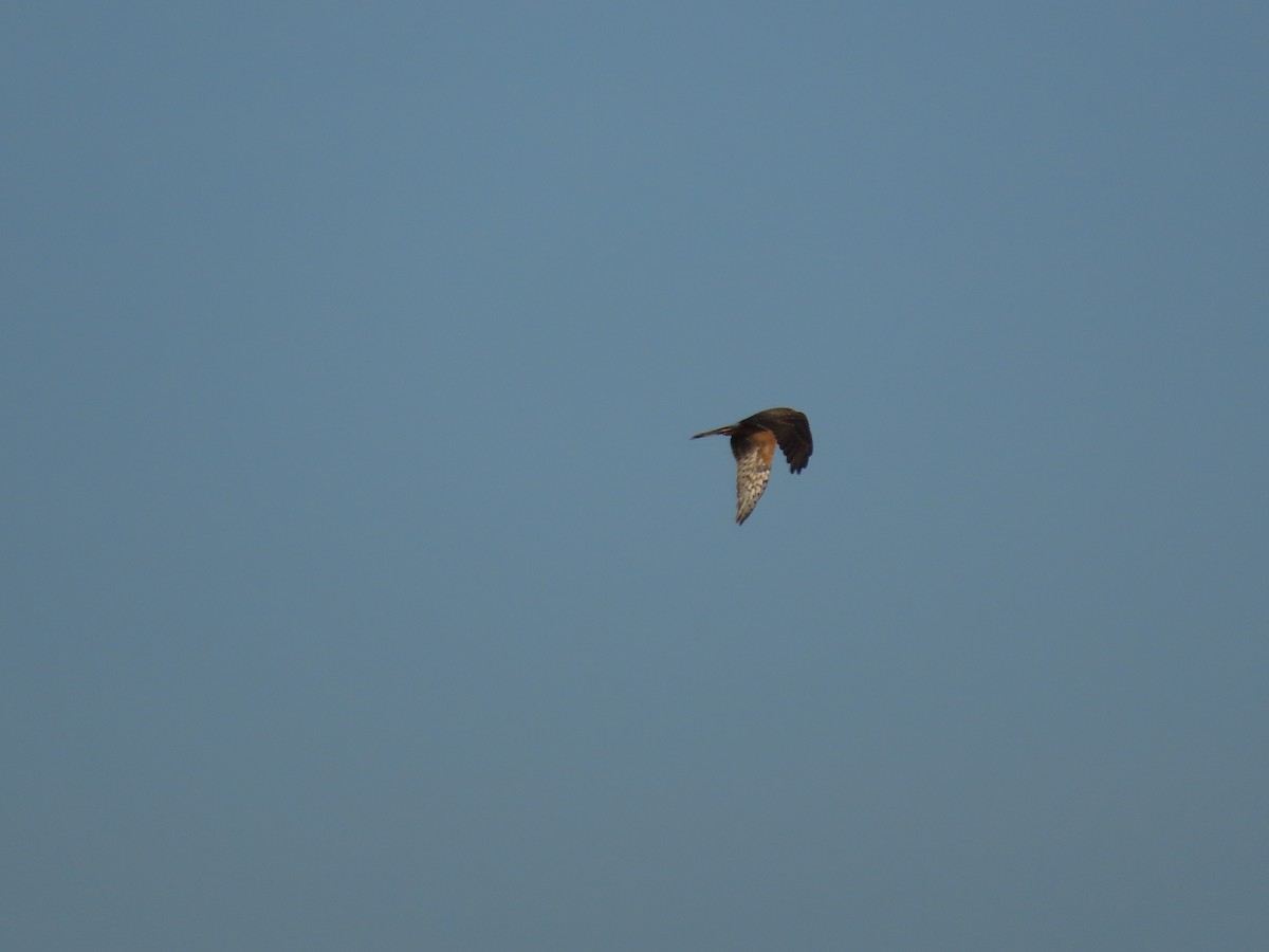 Pallid Harrier - ML610500796