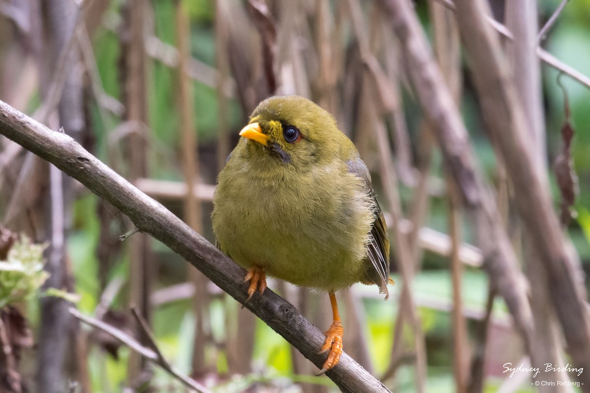 Bell Miner - ML610500808