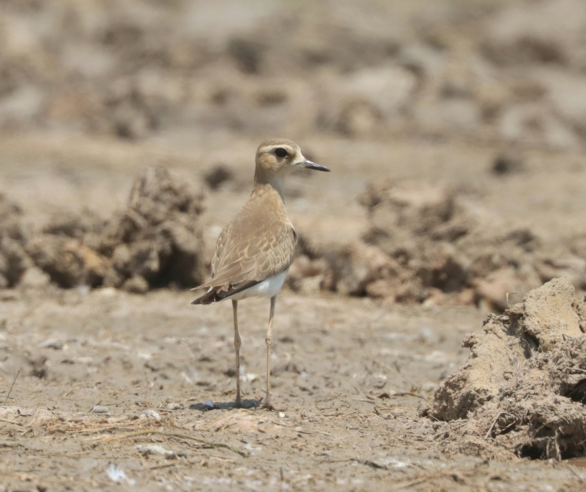 Oriental Plover - ML610500948