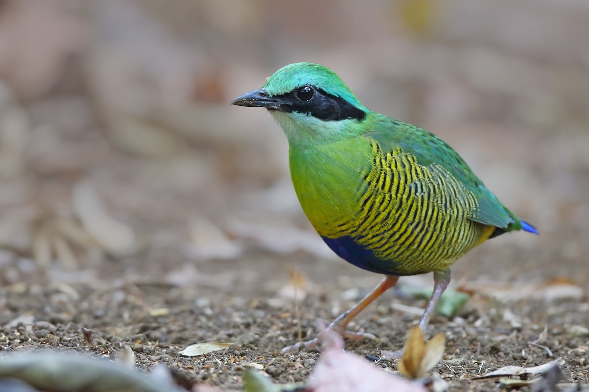 Streifenbauchpitta - ML610501106