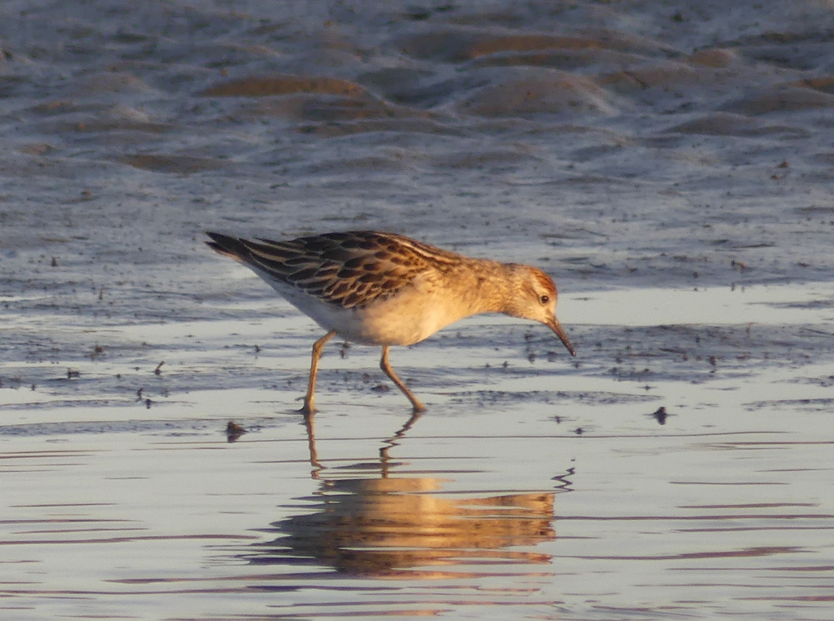 Sharp-tailed Sandpiper - ML610501258