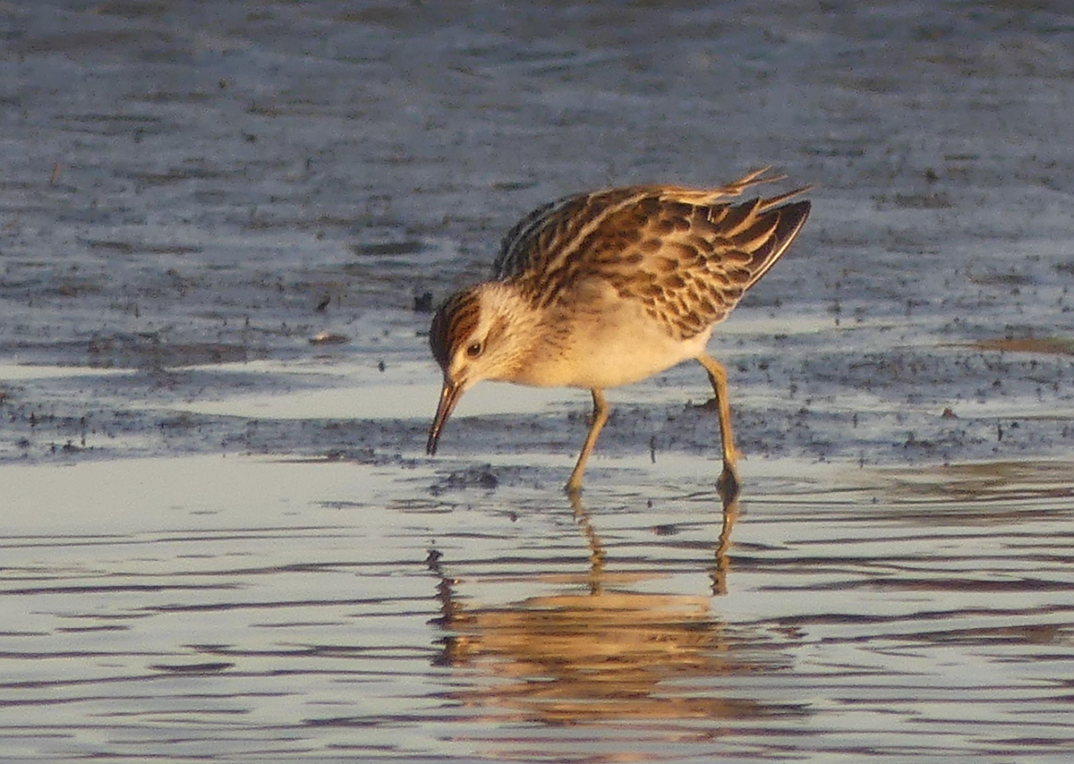 Sharp-tailed Sandpiper - ML610501260