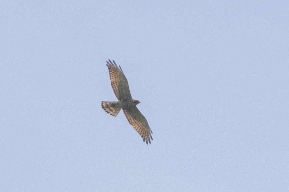 Gray-faced Buzzard - ML610501324