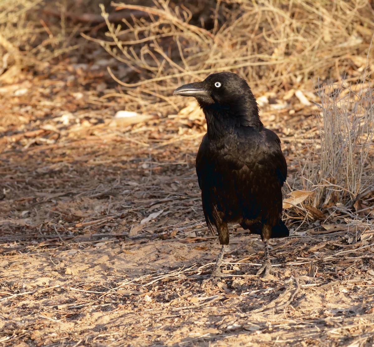 Australian Raven - Cheryl McIntyre