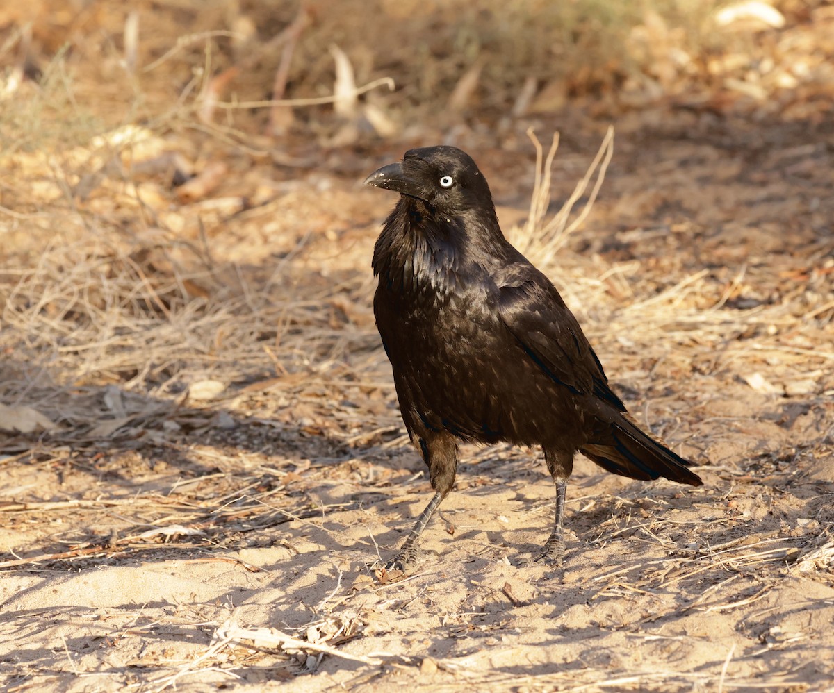 Australian Raven - Cheryl McIntyre