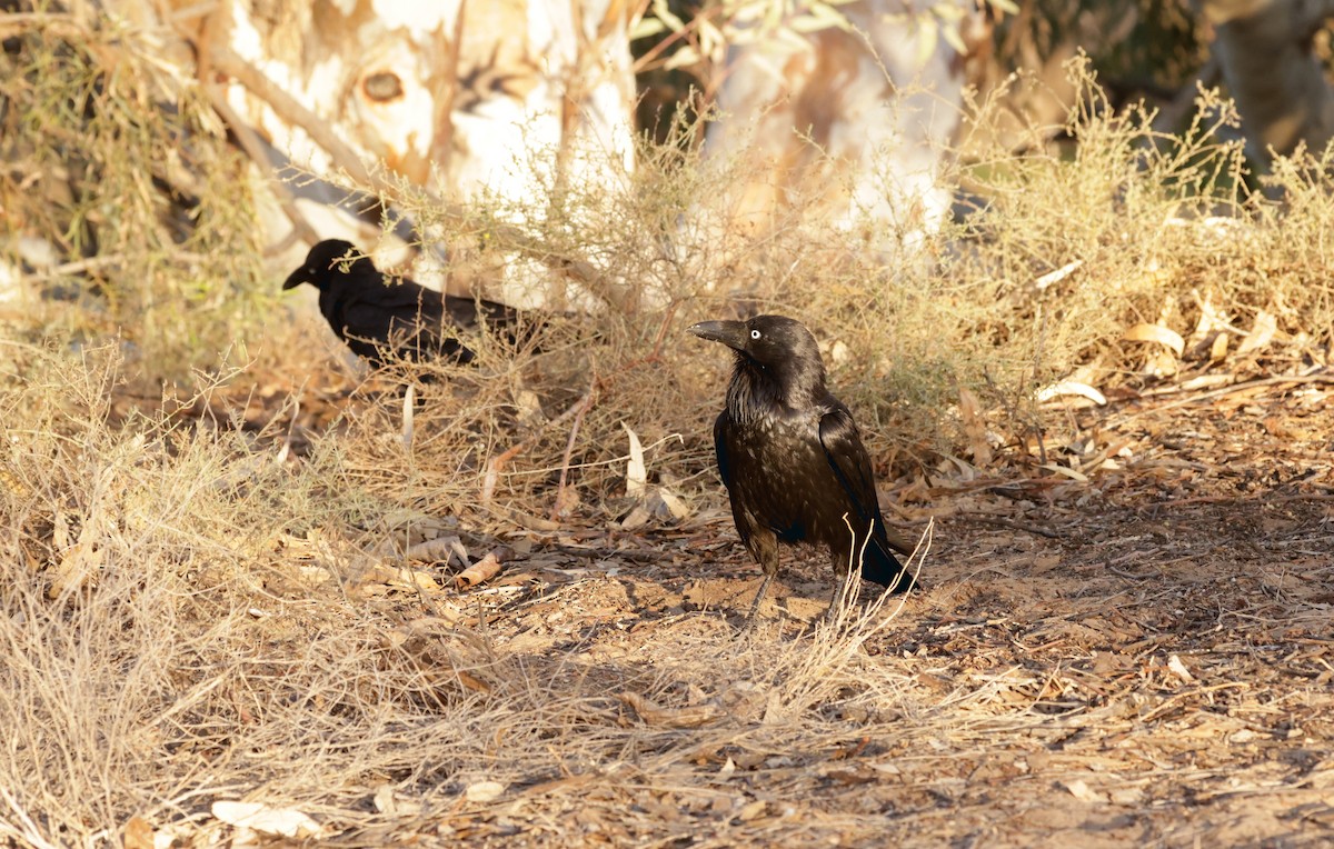 Australian Raven - Cheryl McIntyre