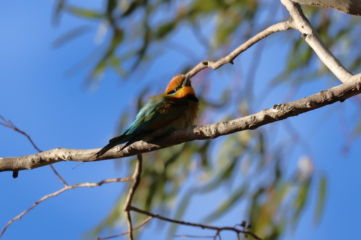 Rainbow Bee-eater - ML610501427