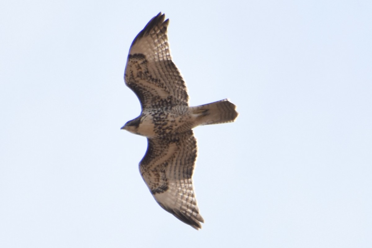 Red-tailed Hawk - ML610501461