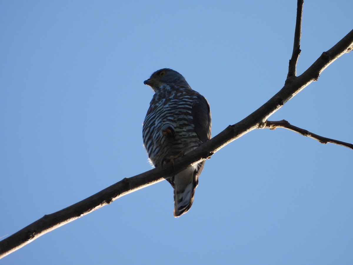 Crested Goshawk - ML610501634