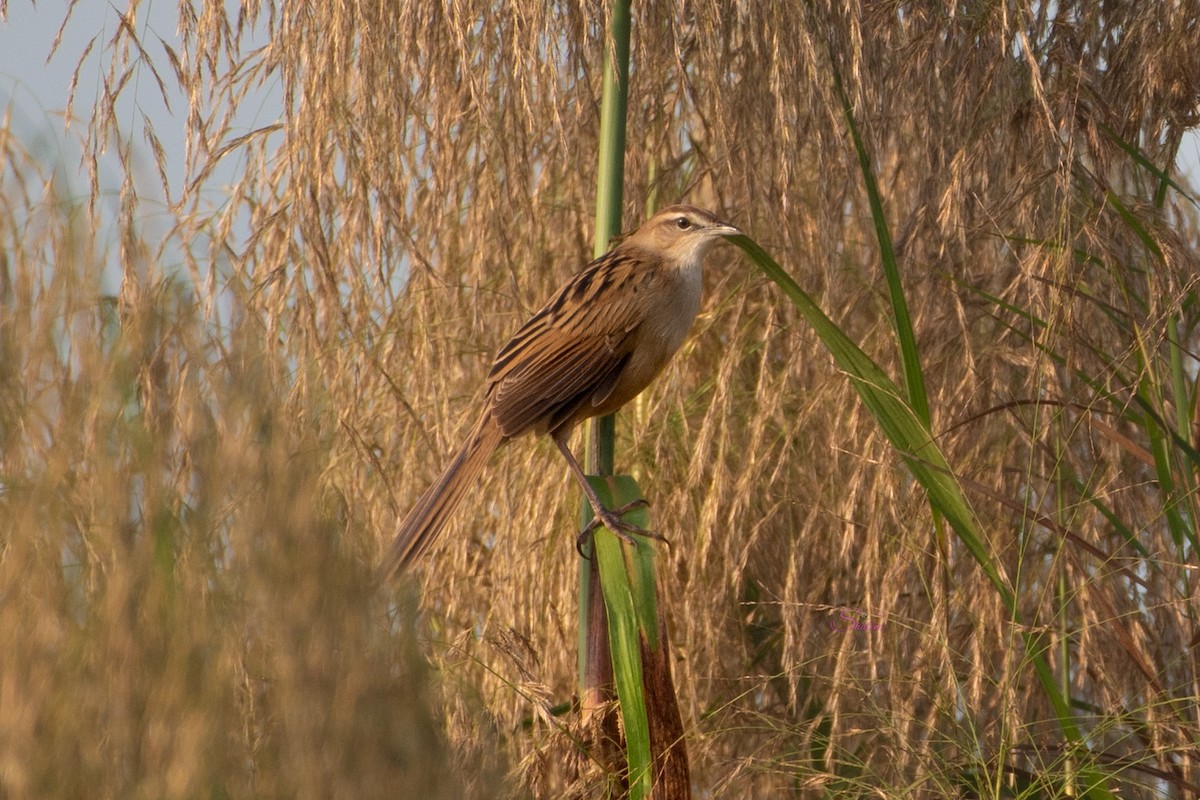 Striated Grassbird - Shalini Iyengar