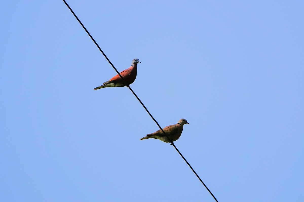 Red Collared-Dove - ML610501776