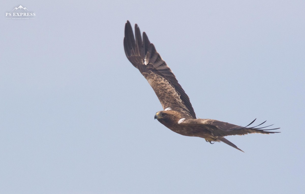 Booted Eagle - ML610501851