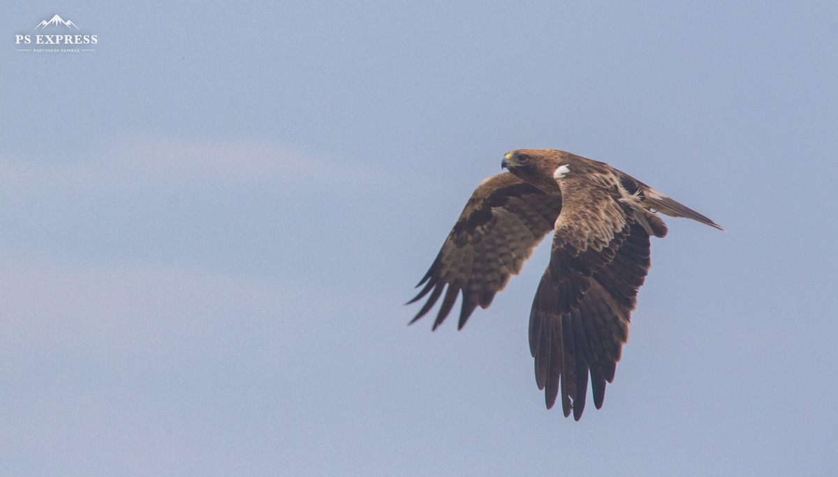 Booted Eagle - ML610501853