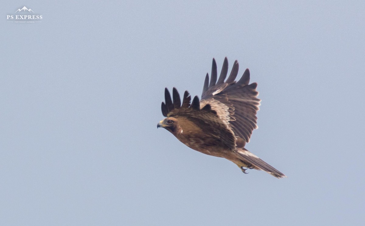 Booted Eagle - ML610501854