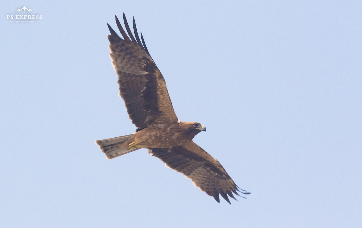 Booted Eagle - Pavan Thilina Bopitiya Gamage