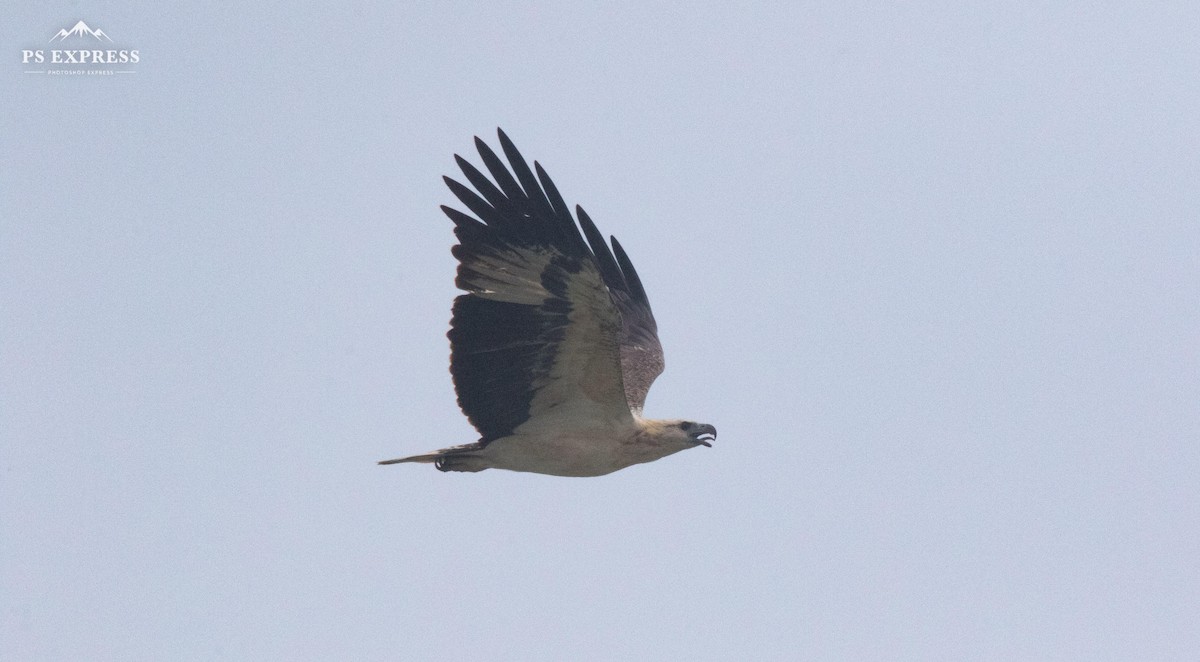 White-bellied Sea-Eagle - ML610501861