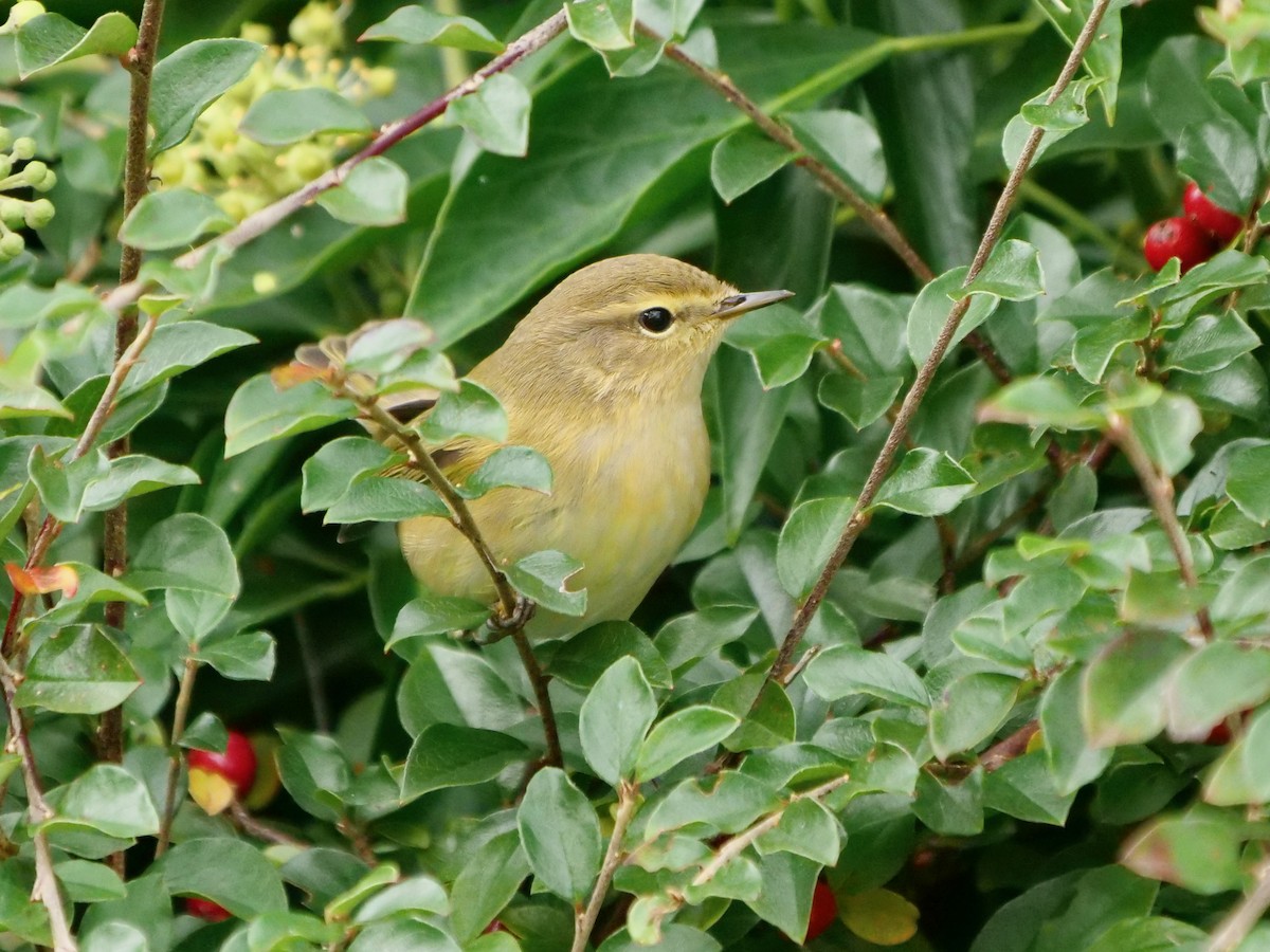 Willow Warbler - Ellen Askum