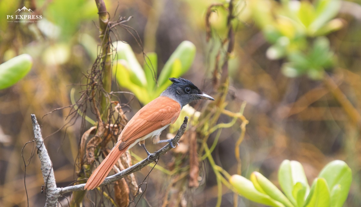 Indian Paradise-Flycatcher - ML610501936