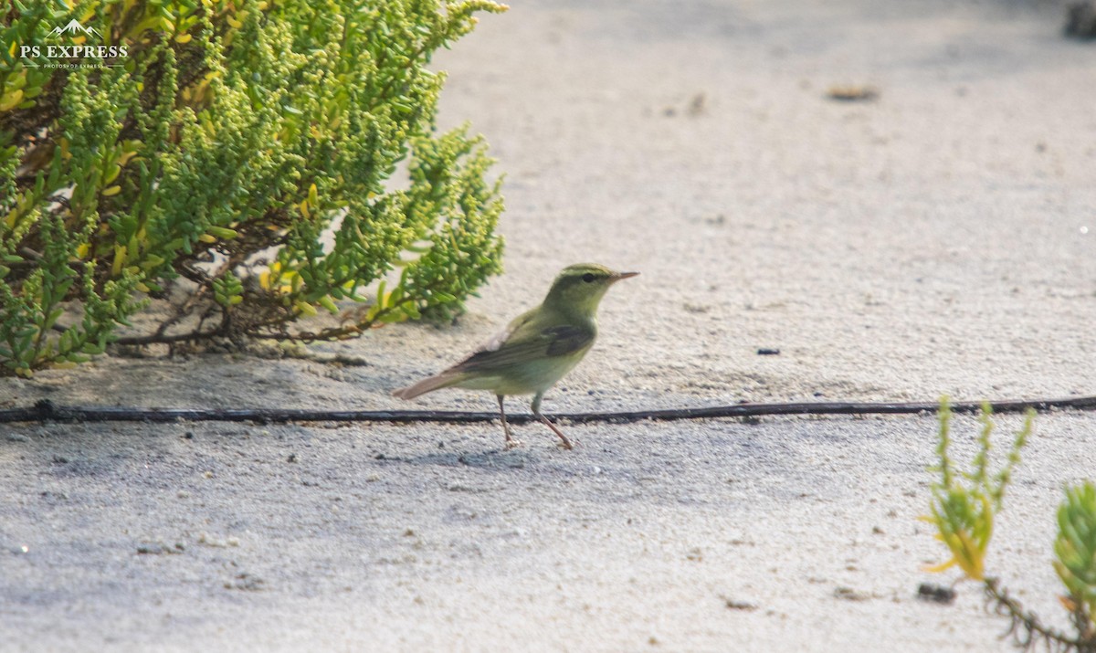 Green Warbler - ML610502060