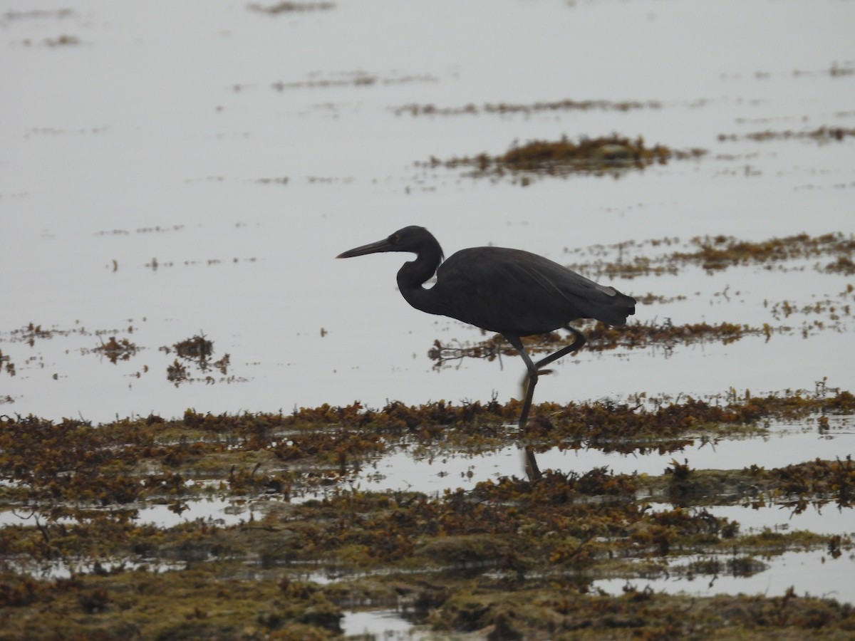 Pacific Reef-Heron - ML610502075