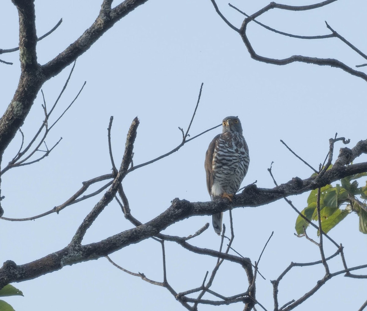 Crested Goshawk - ML610502087