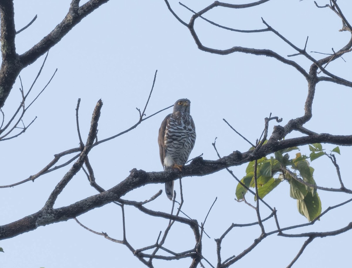 Crested Goshawk - ML610502088