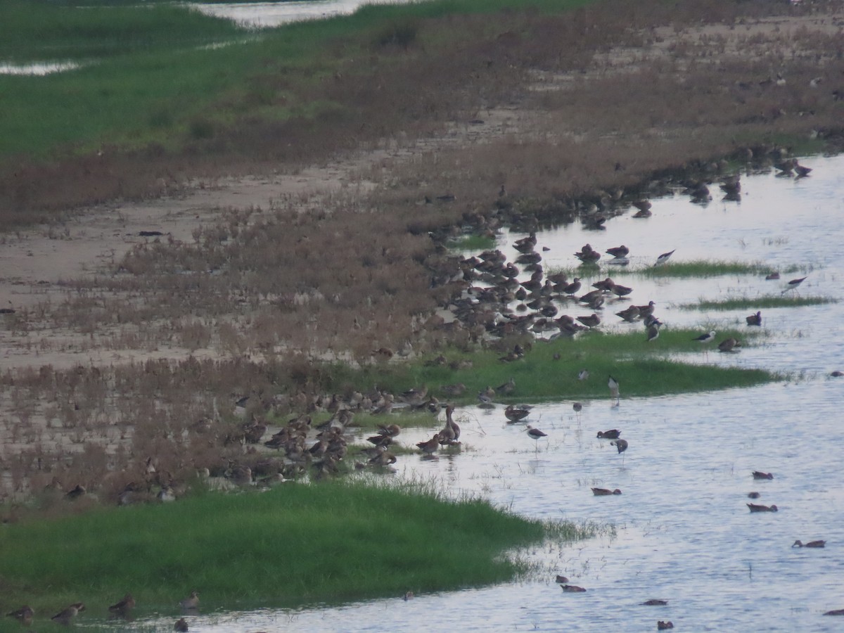 Garganey - ML610502230