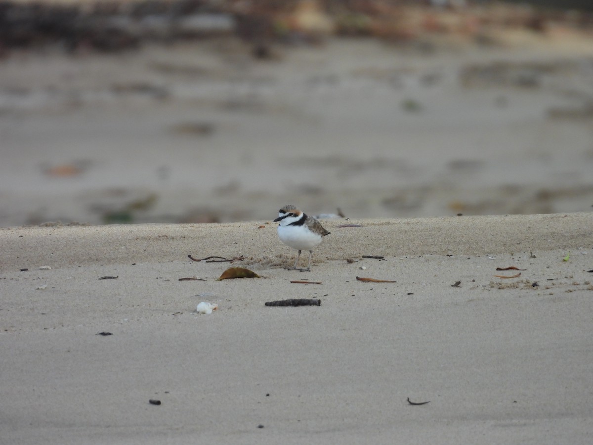 Malaysian Plover - ML610502233