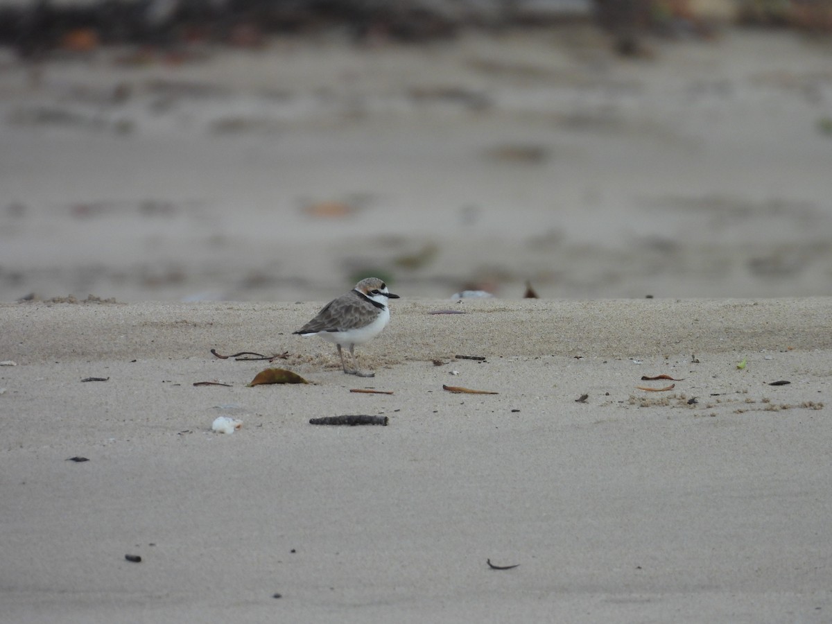 Malaysian Plover - ML610502234