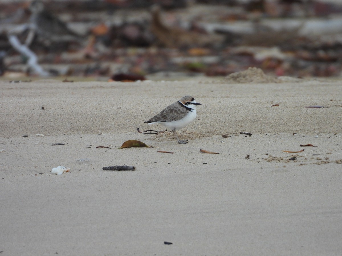 Malaysian Plover - ML610502236