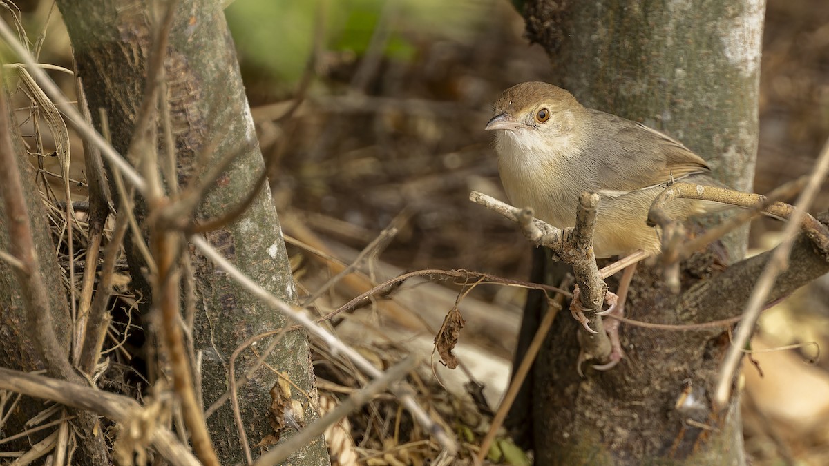 Bubbling Cisticola - Robert Tizard