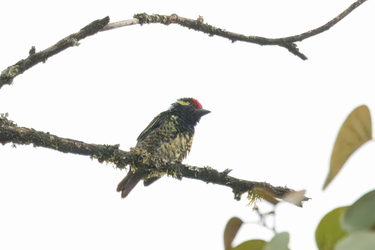 Sarı Benekli Barbet - ML610502407