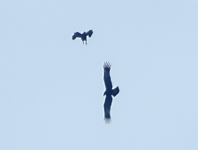 カラフトワシ - ML610502445