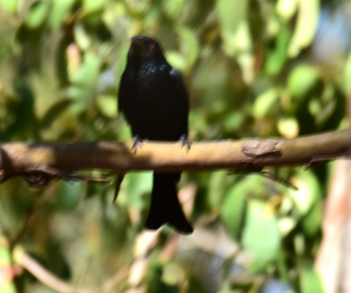 Spangled Drongo - Mark Tarnawski