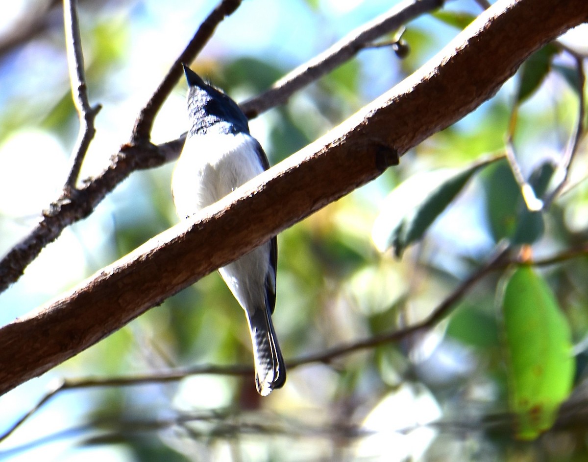 Leaden Flycatcher - Mark Tarnawski