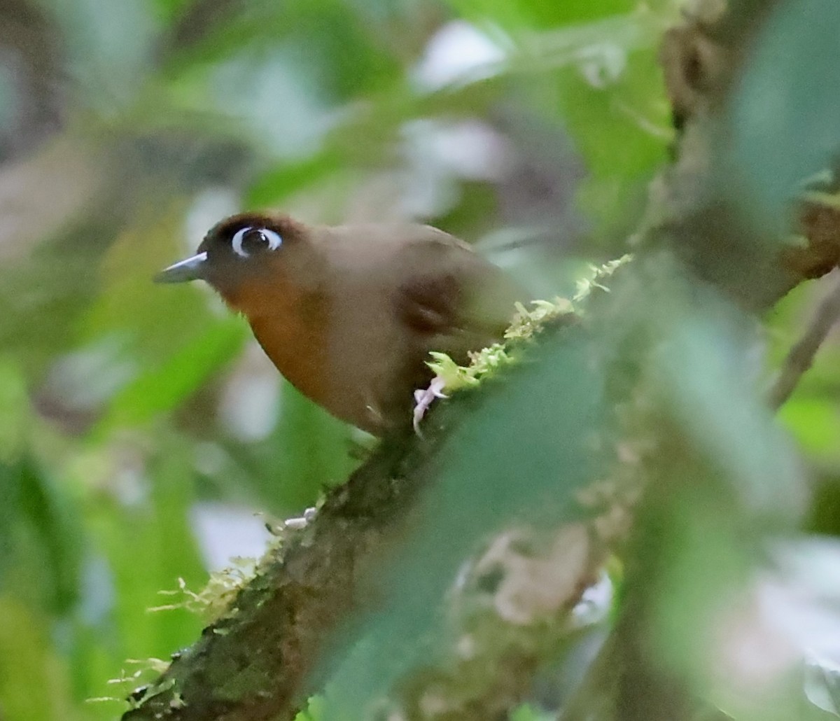 Rufous-throated Antbird - Maciej  Kotlarski