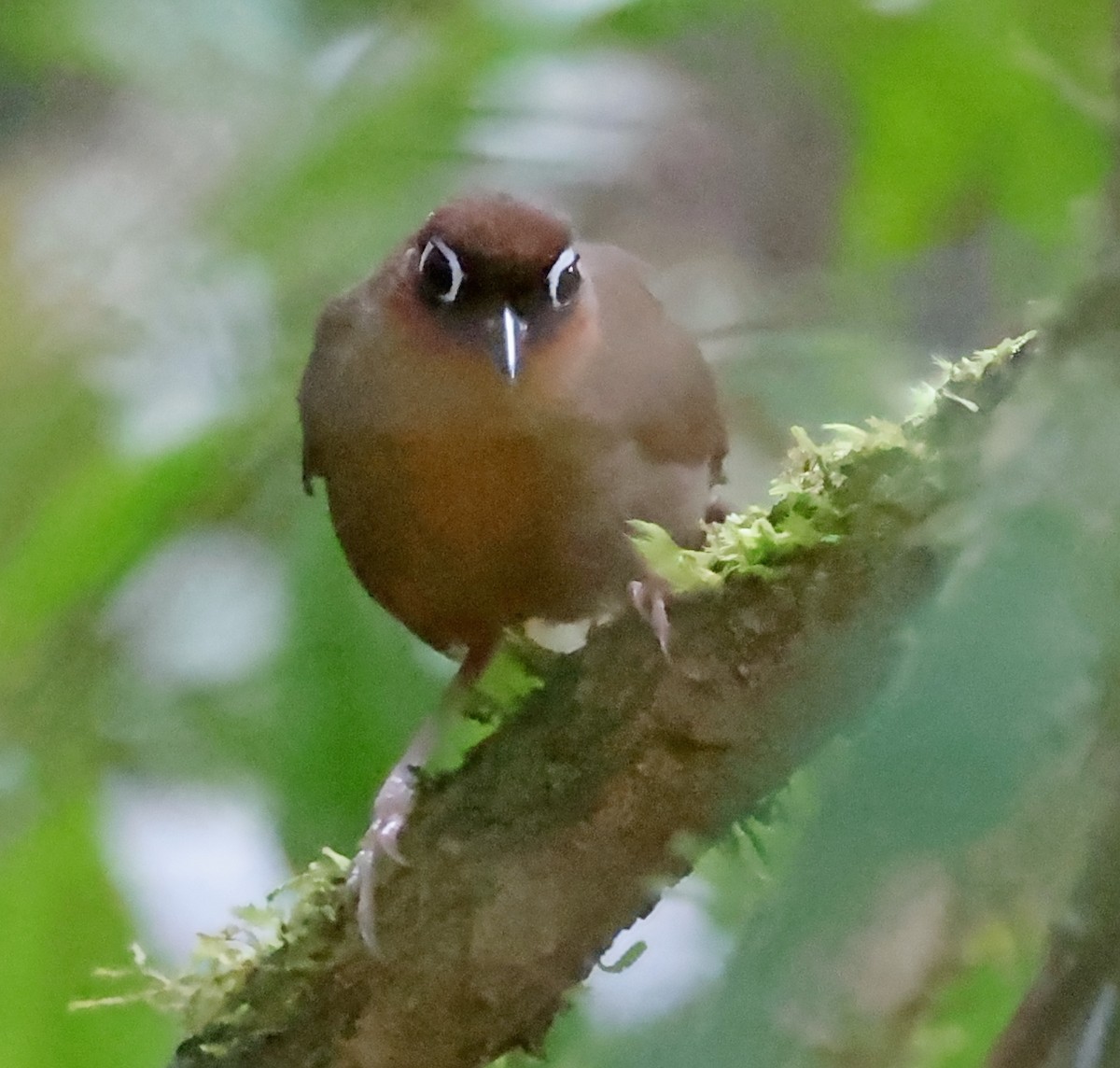 Rufous-throated Antbird - ML610502649